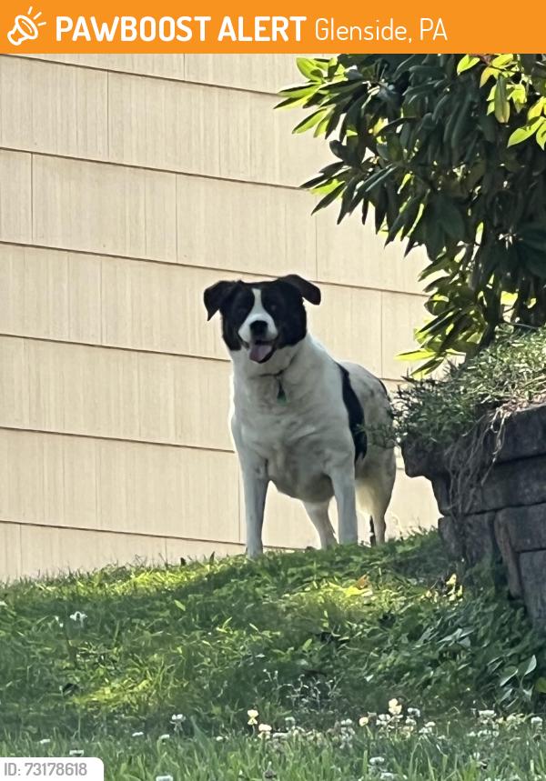 Found/Stray Unknown Dog last seen Fernhill Rd Glenside PA, Glenside, PA 19038