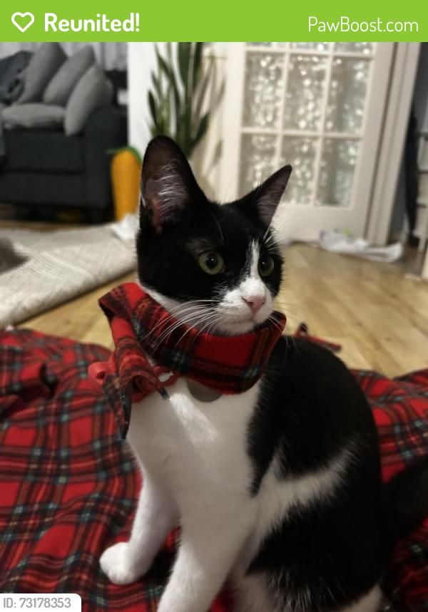 Reunited Female Cat last seen broadmead road, Wiltshire, England BA14 9TJ