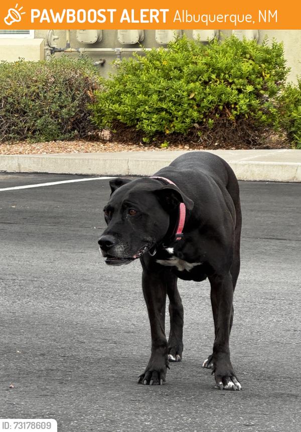 Found/Stray Female Dog last seen Santa Monica Ave and San Pedro Dr NE, Albuquerque, NM 87109