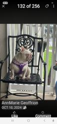 Reunited Female Dog last seen Near, Cocoa Beach, FL 32931