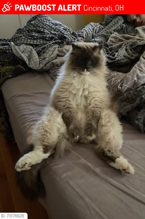 Lost Male Cat last seen Conant/ Whitney Ave and Erie in Madisonville, Cincinnati, OH 45227
