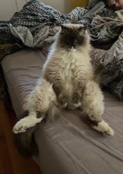 Lost Male Cat last seen Conant/ Whitney Ave and Erie in Madisonville, Cincinnati, OH 45227