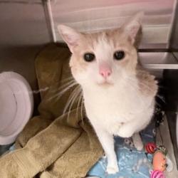 Shelter Stray Male Cat last seen Hayes Road, Madison 17, City of, WI, 5132 Voges Rd, Madison, WI 53718, USA
