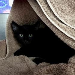 Shelter Stray Male Cat last seen Near W Beltline Highway, Fitchburg, City of, WI, 5132 Voges Rd, Madison, WI 53718, USA