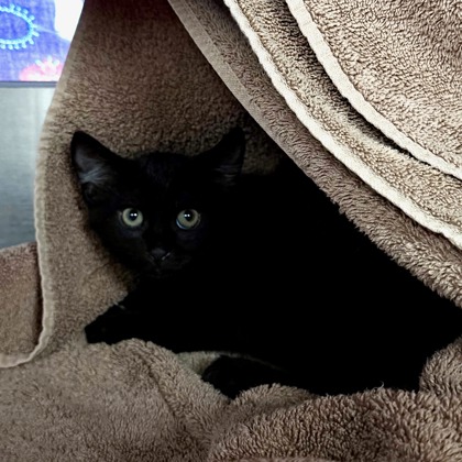Shelter Stray Male Cat last seen Near W Beltline Highway, Fitchburg, City of, WI, 5132 Voges Rd, Madison, WI 53718, USA