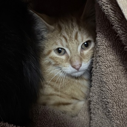 Shelter Stray Male Cat last seen Near W Beltline Highway, Fitchburg, City of, WI, 5132 Voges Rd, Madison, WI 53718, USA
