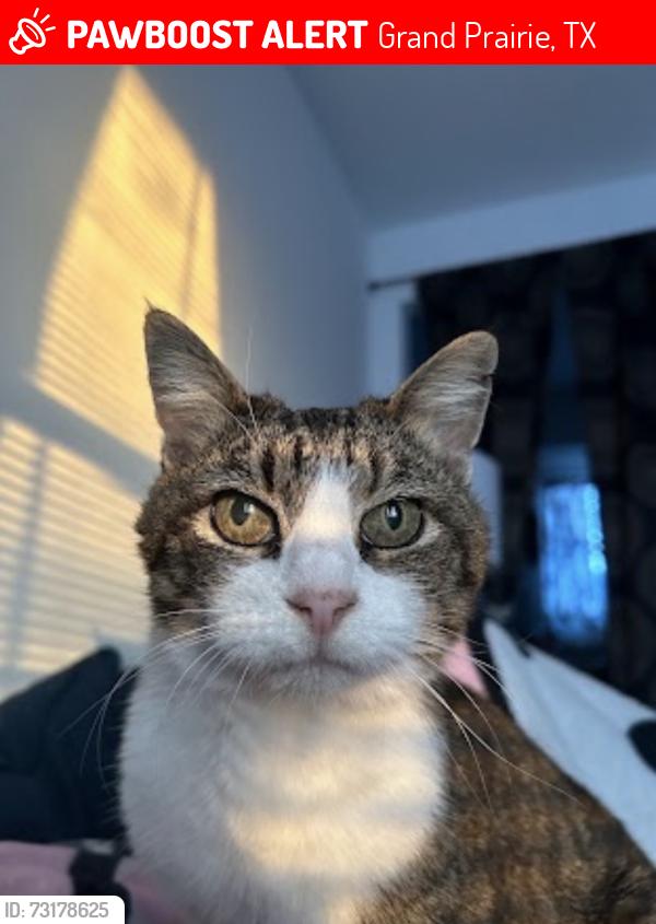 Lost Female Cat last seen Near skyline rd, Grand Prairie, TX 75051