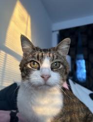 Lost Female Cat last seen Near skyline rd, Grand Prairie, TX 75051