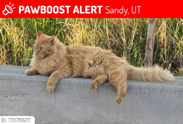 Lost Male Cat last seen LDS Church at 8670 S 220 E, Sandy, UT 84070