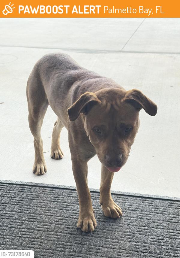 Found/Stray Male Dog last seen venture x, Palmetto Bay, FL 33157