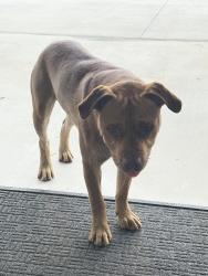 Found/Stray Male Dog last seen venture x, Palmetto Bay, FL 33157