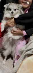 Lost Female Dog last seen Sunshine and 36 Street SW, Lehigh Acres, FL 33976