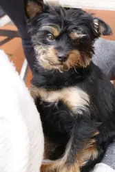 Reunited Male Dog last seen Street 818 garden dr he looks kinda like that don’t have a picture but he bigger, Garland, TX 75040