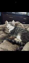 Lost Female Cat last seen Winding Way Rd, Stratford, NJ 08084