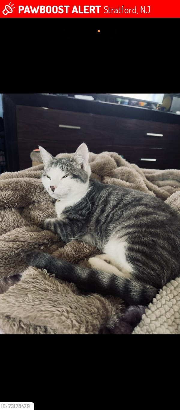 Lost Female Cat last seen Winding Way Rd, Stratford, NJ 08084