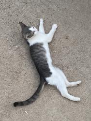 Found/Stray Female Cat last seen 60th ave and redfield rd, Glendale, AZ 85306
