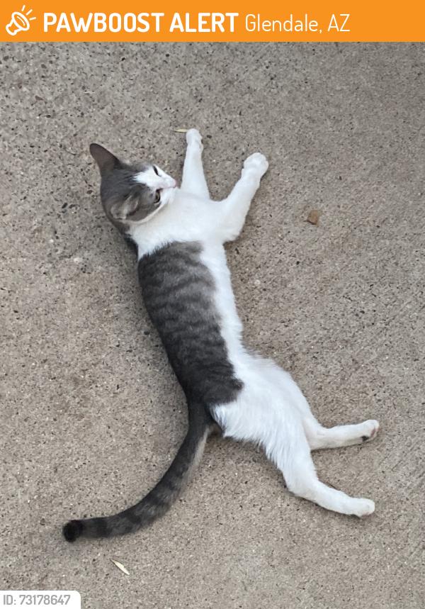 Found/Stray Female Cat last seen 60th ave and redfield rd, Glendale, AZ 85306