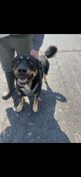 Reunited Male Dog last seen queen of all saints, Oakville, MO 63129