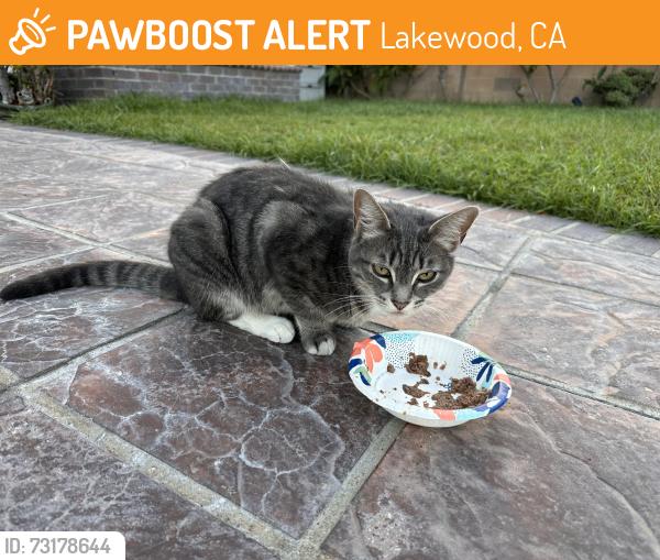 Found/Stray Female Cat last seen South & Palo Verde, Lakewood, CA 90713