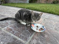 Found/Stray Female Cat last seen South & Palo Verde, Lakewood, CA 90713