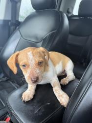 Reunited Female Dog last seen Patterson Rd, Hiddenite, NC 28636