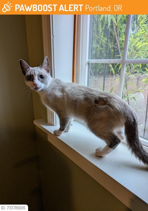 Found/Stray Female Cat last seen Rosa Parks Way and Fenwick Ave, Portland, OR 97217