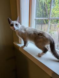 Found/Stray Female Cat last seen Rosa Parks Way and Fenwick Ave, Portland, OR 97217