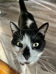 Lost Male Cat last seen The Course and Homes at Windstone, Ringgold, GA 30736