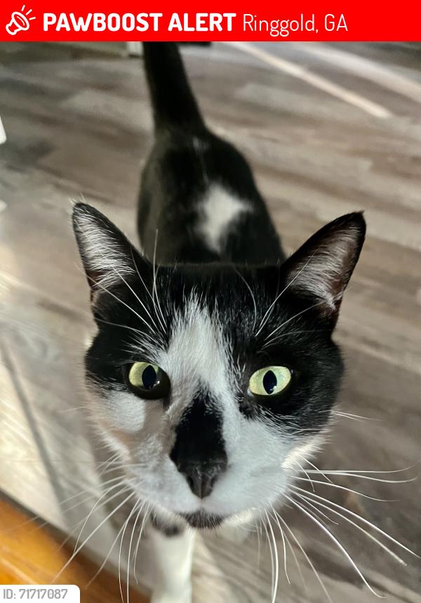 Lost Male Cat last seen The Course and Homes at Windstone, Ringgold, GA 30736