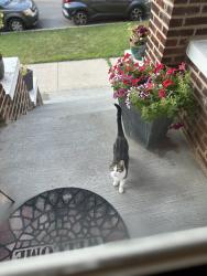 Found/Stray Female Cat last seen Near W 53 Street, Chicago, IL 60632