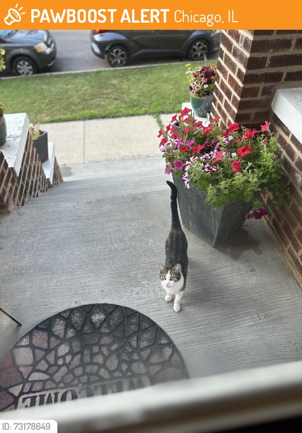Found/Stray Female Cat last seen Near W 53 Street, Chicago, IL 60632
