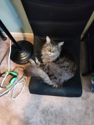 Found/Stray Female Cat last seen Near Santa Anita Park in Arden Arcade (Bell Street/Lloyd Lane area), CA 95825, Sacramento, CA 95825