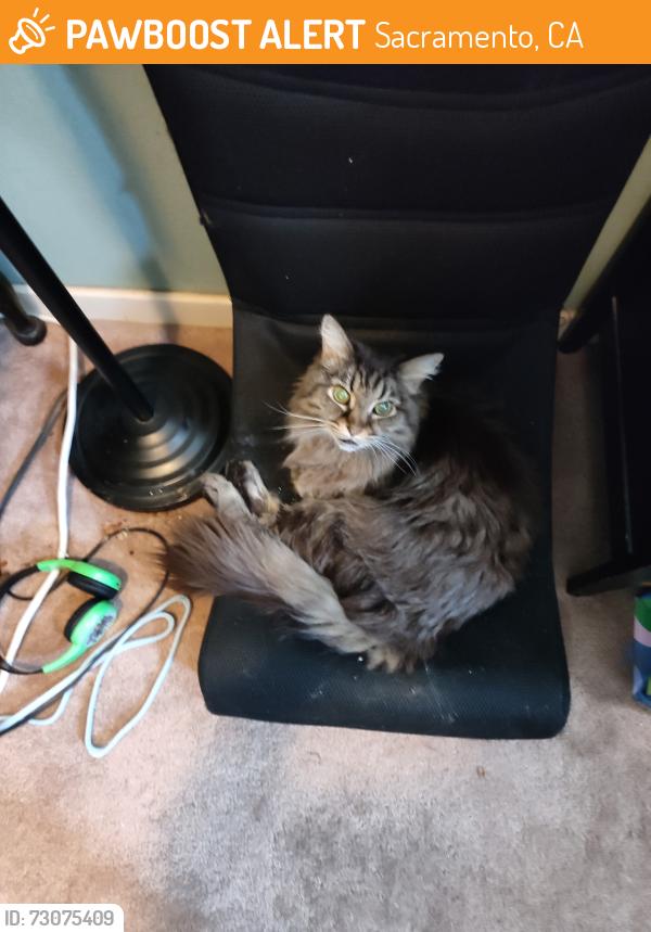 Found/Stray Female Cat last seen Near Santa Anita Park in Arden Arcade (Bell Street/Lloyd Lane area), CA 95825, Sacramento, CA 95825