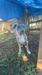 Found/Stray Female Dog last seen Morrison road, Waller County, TX 77423