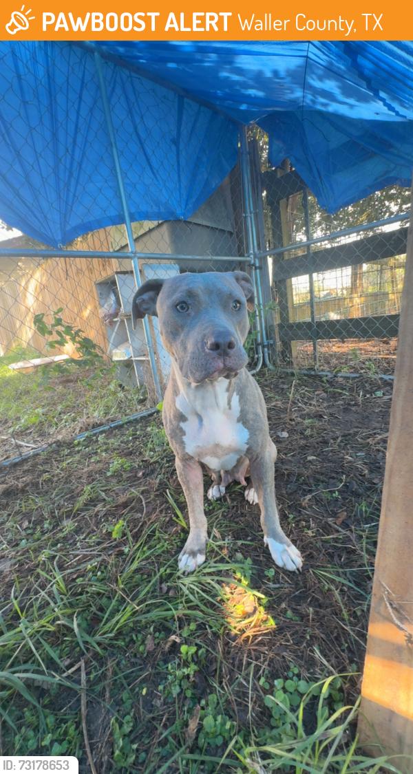 Found/Stray Female Dog last seen Morrison road, Waller County, TX 77423