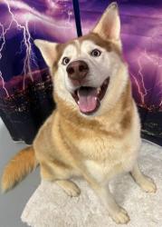 Reunited Unknown Dog last seen Located at Rockdale County Animal Service, 1506 Rockbridge Road, Conyers, GA 30012, Conyers, GA 30012