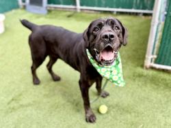 Shelter Stray Female Dog last seen Near Jerome Avenue, BRONX, NY, 10468, 326 E 110th St, New York, NY 10029, USA