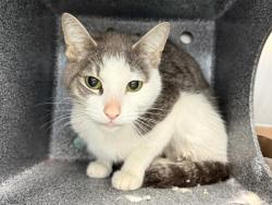 Shelter Stray Female Cat last seen Apt 1G,3177 Villa Avenue, BRONX, NY, 10468, 326 E 110th St, New York, NY 10029, USA