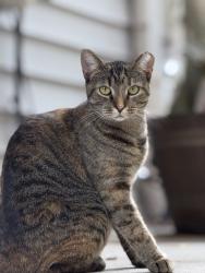 Lost Female Cat last seen Elkhardt Rd, Richmond, VA 23235