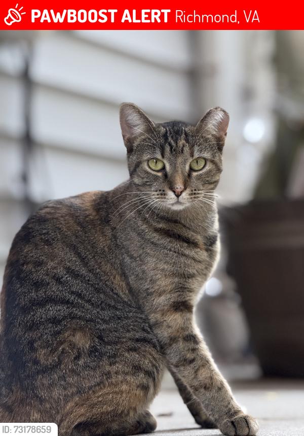 Lost Female Cat last seen Elkhardt Rd, Richmond, VA 23235