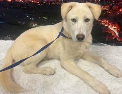 Reunited Unknown Dog last seen Located at Rockdale County Animal Service, 1506 Rockbridge Road, Conyers, GA 30012, Conyers, GA 30012