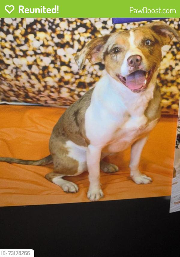 Reunited Female Dog last seen Near Peacock Station Drive, Fredericksburg, VA 22406