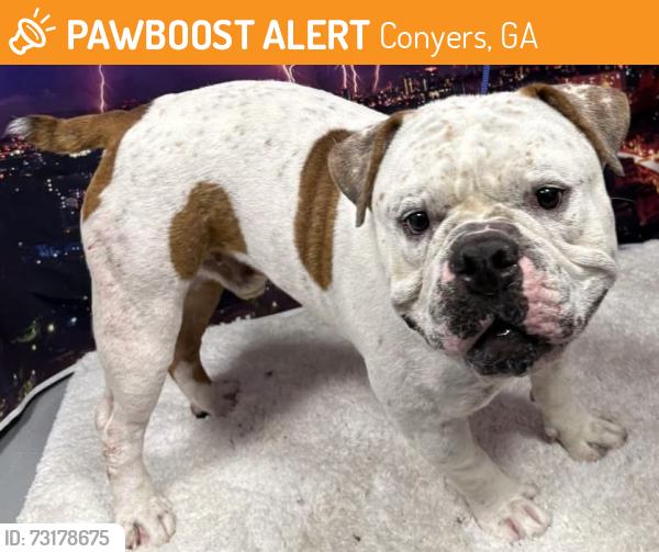 Found/Stray Unknown Dog last seen Located at Rockdale County Animal Service, 1506 Rockbridge Road, Conyers, GA 30012, Conyers, GA 30012