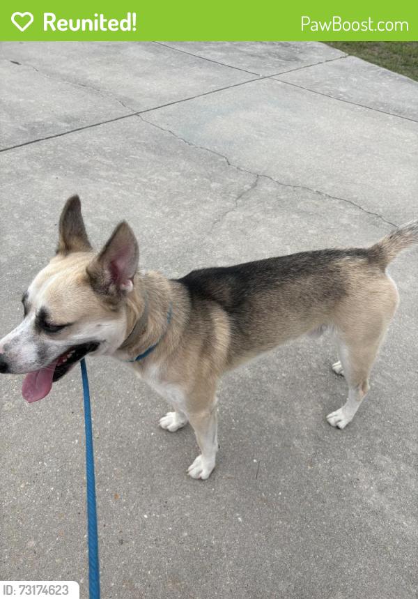 Reunited Male Dog last seen Winesap Rd & Gatesville Dr, Hope Mills, NC 28348