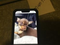 Reunited Male Dog last seen Brushy Creek, Marsmen Dr,, Taylors, SC 29650