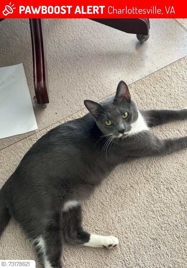 Lost Male Cat last seen Near Brownstone lane @ Still Meadows neighborhood, Charlottesville, VA 22901
