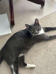 Lost Male Cat last seen Near Brownstone lane @ Still Meadows neighborhood, Charlottesville, VA 22901