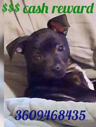 Reunited Male Dog last seen 8th street and Hudson, Longview, WA 98632
