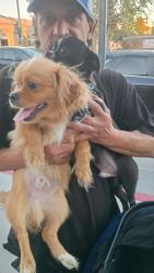 Lost Male Dog last seen West Virginia at Panera bread, West Covina, CA 91790