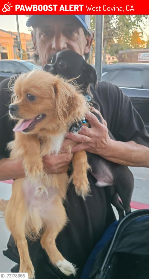 Lost Male Dog last seen West Virginia at Panera bread, West Covina, CA 91790